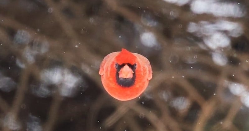 Un photographe immortalise un véritable “Angry Bird” réel dans son jardin