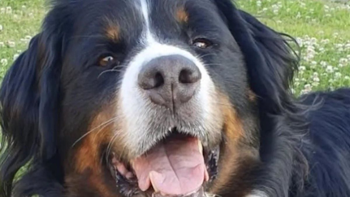 Cette Belge veut euthanasier sa chienne avant d'avoir recours au suicide assisté et fait polémique