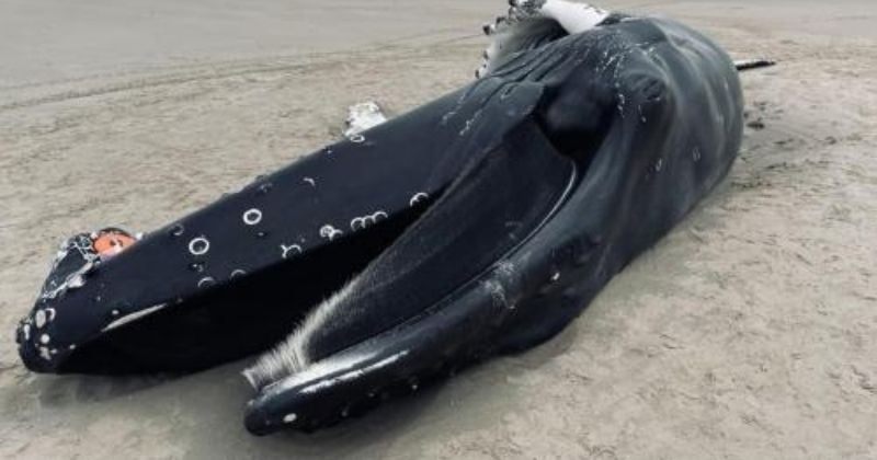 Une baleine à bosse s'échoue sur une plage près de Calais, une première en 30 ans