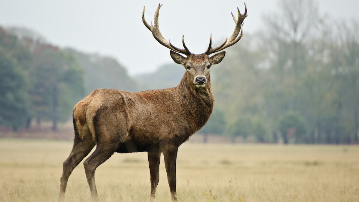 Un cerf dans la nature 
