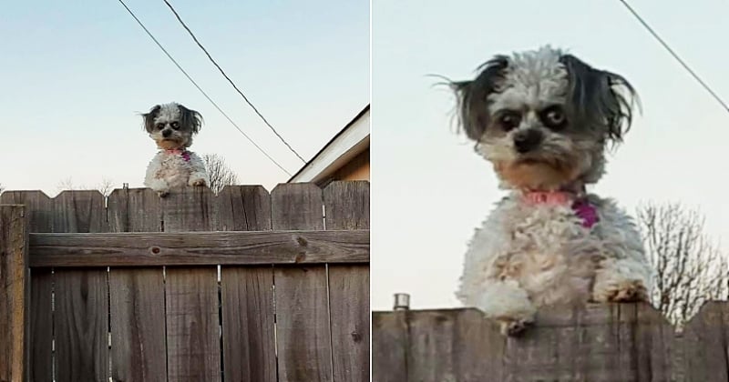 La photo effrayante de cette chienne en train de regarder par-dessus une clôture a retourné Internet