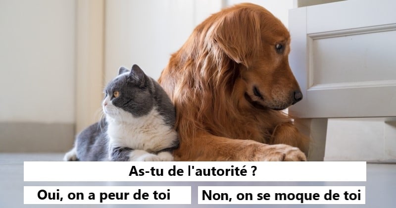 Test : Es-tu plus fait pour un chien ou un chat ?