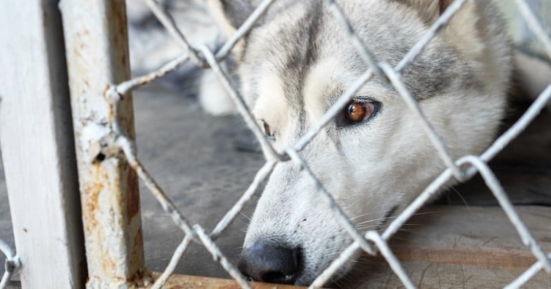 États-Unis : un nouveau projet de loi condamne la cruauté animale comme un crime à l'échelle nationale