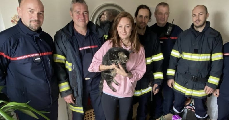 Bloquée depuis cinq jours dans une cheminée, une chatte a été sauvée par des pompiers 