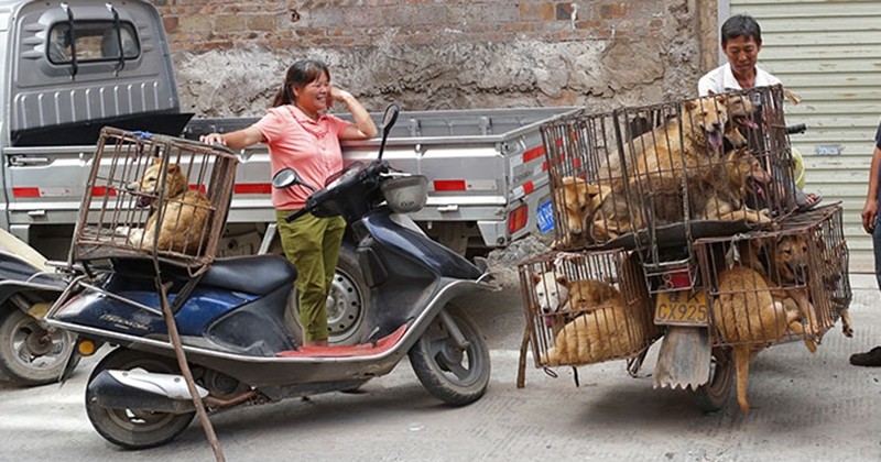 On le pensait interdit mais le festival de Yulin a bien été maintenu... Et ce sont toujours des milliers de chiens et chats qui sont massacrés