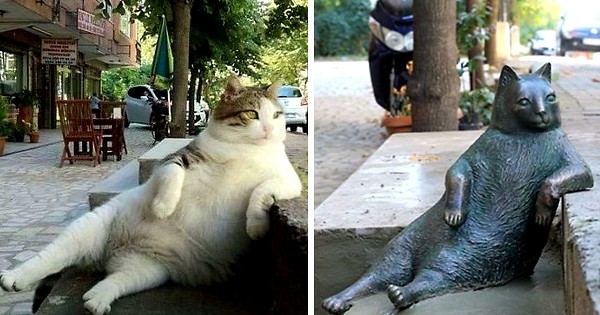 Deux mois après sa mort, la ville d'Istanbul dédie une statue en bronze à Tombili, le chat le plus relax du monde