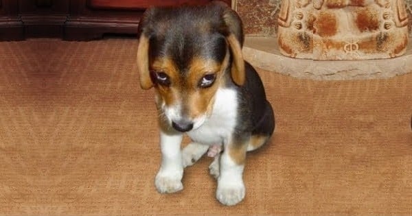 Lorsque votre chien vous regarde d'un air « penaud » lorsque vous le grondez... il ressent en réalité quelque chose de très différent ! Découvrez ce que veut vraiment dire ce regard