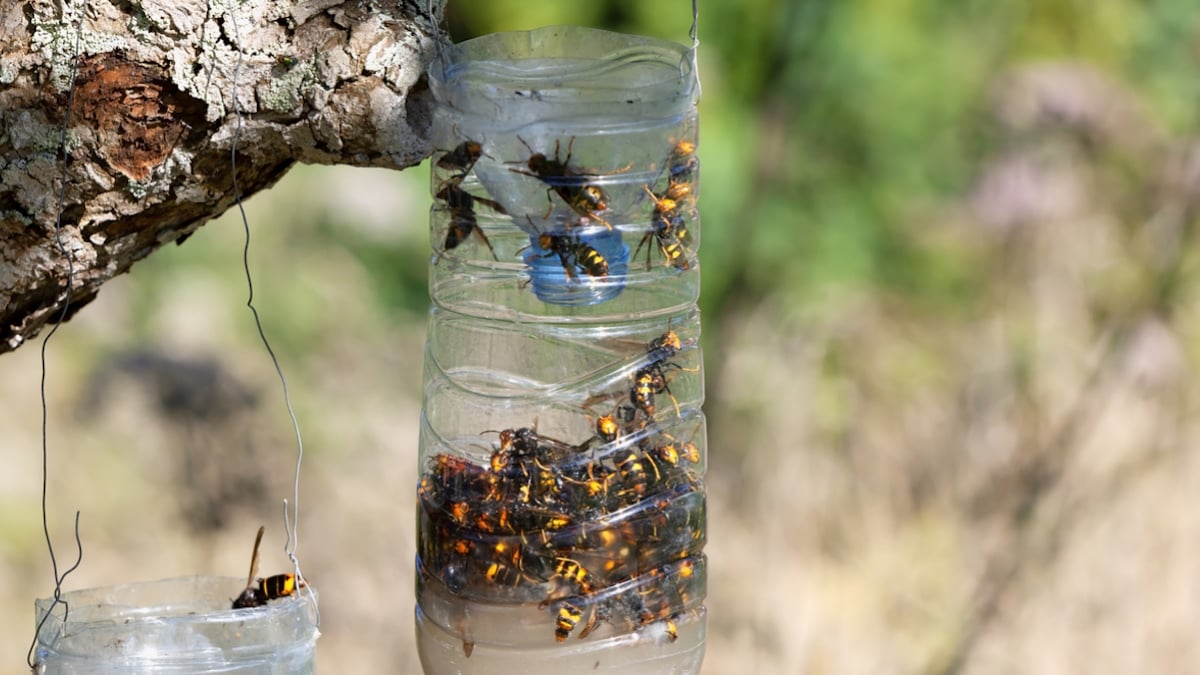 Cet octogénaire a créé une solution maison très efficace pour se débarrasser des frelons asiatiques