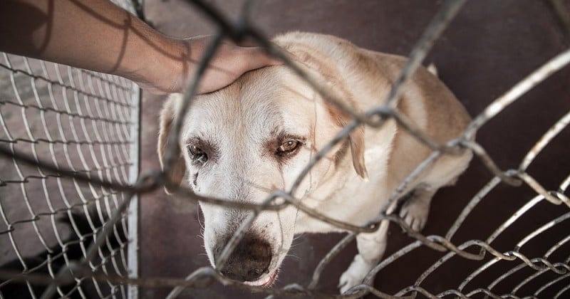 Face à l'abandon des animaux, 240 députés proposent une loi « pour en finir » 