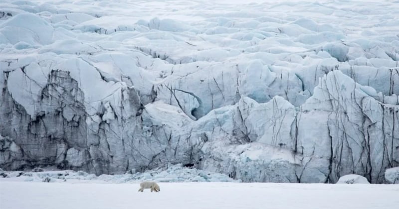 Ces magnifiques photos ont été récompensées au World Nature Photography Awards