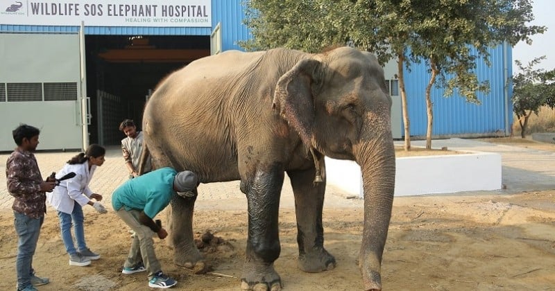 En Inde, une association crée un hôpital pour soigner les éléphants maltraités et malades