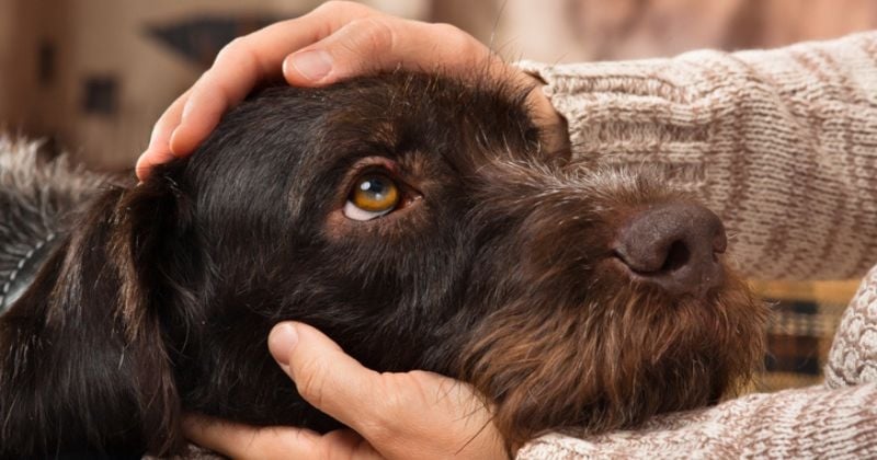 En arrêt de travail, cette femme doit rembourser 9 000 € à l'Assurance maladie à cause de... son chien