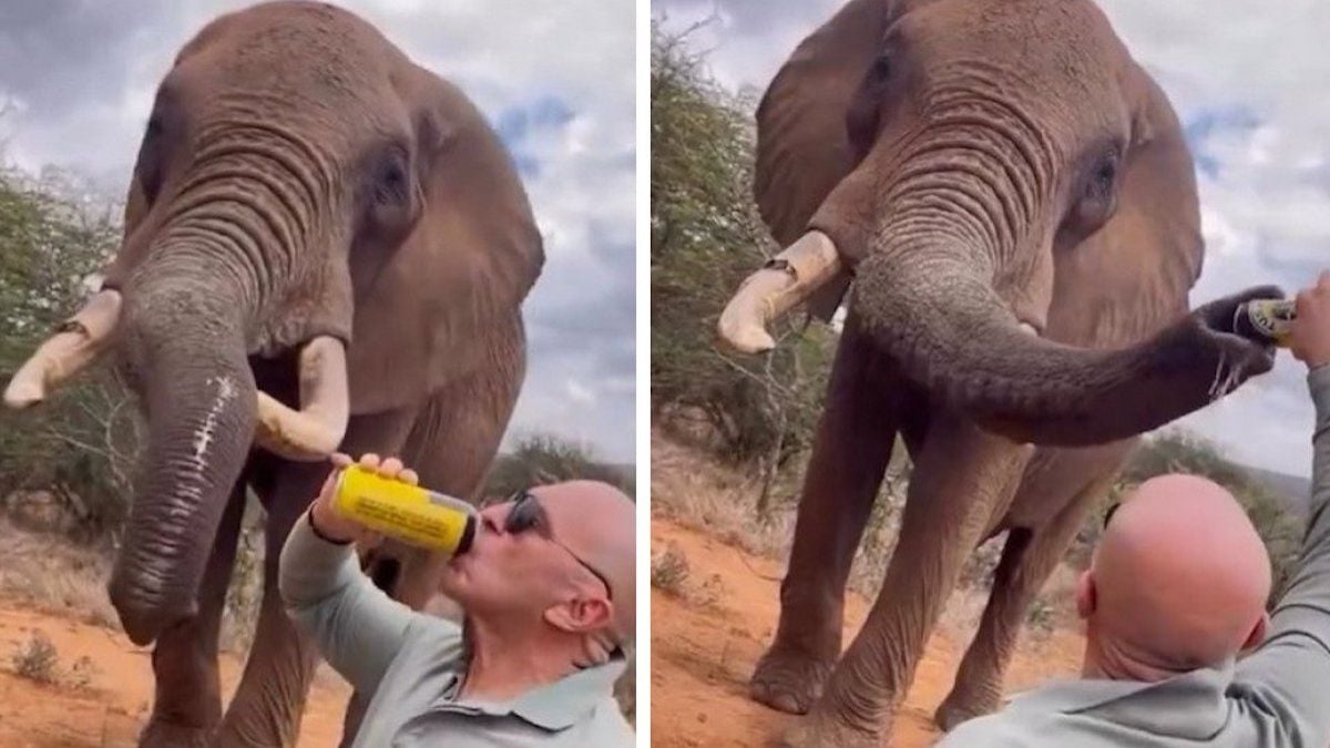 Un touriste fait boire de la bière à un éléphant, la vidéo fait enrager les internautes