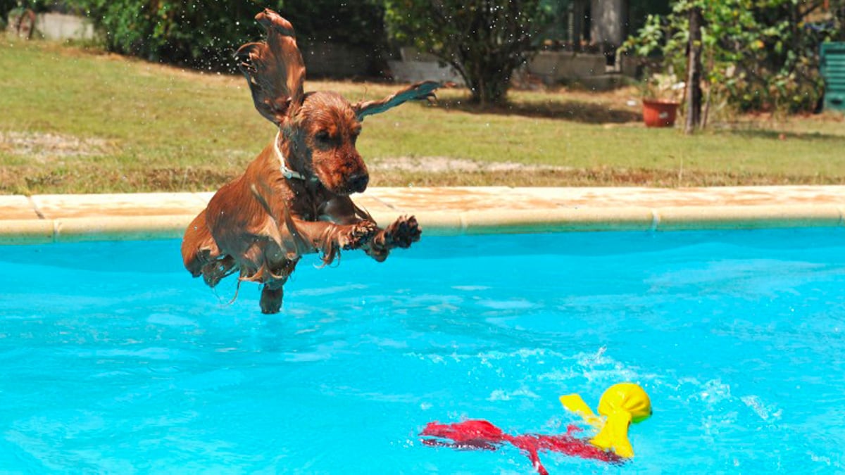 Pourquoi est-il dangereux de laisser votre chien se baigner dans une piscine ?