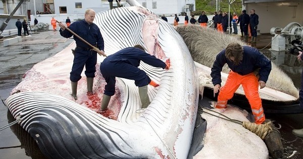 L'Islande stoppe enfin le massacre des baleines rorquals... pour le moment, la nouvelle inattendue du jour