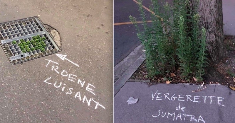 À Toulouse, des botanistes renseignent à la craie blanche le nom des mauvaises herbes pour informer les passants