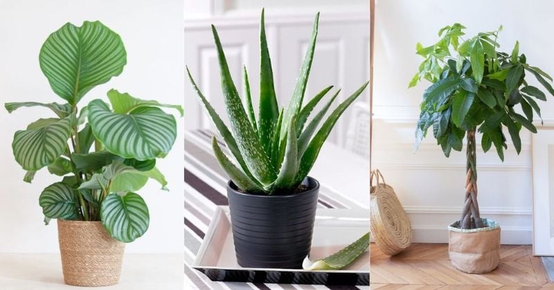 15 variétés de plantes d'intérieur à mettre dans son salon