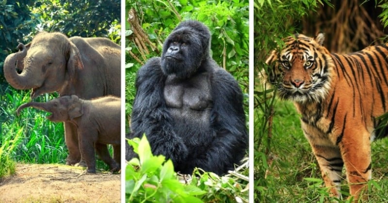 Tigre, éléphant, gorille... 10 espèces animales en voie de disparition