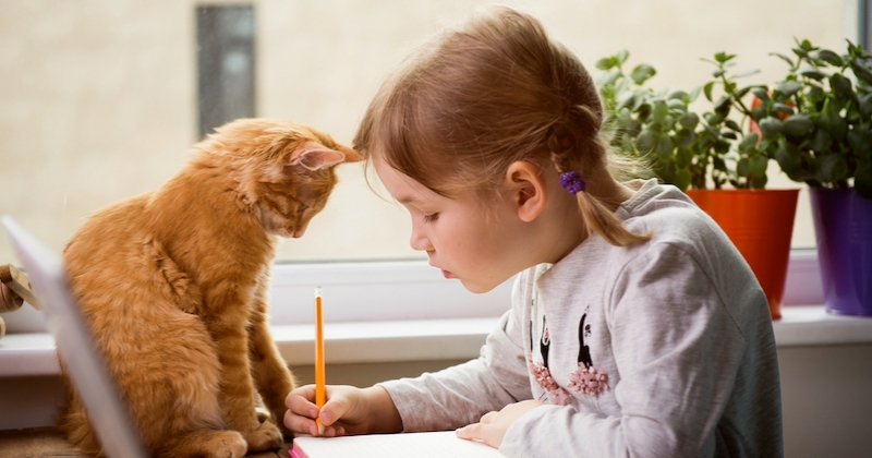 Indre : Une école primaire adopte deux chatons pour responsabiliser les élèves 