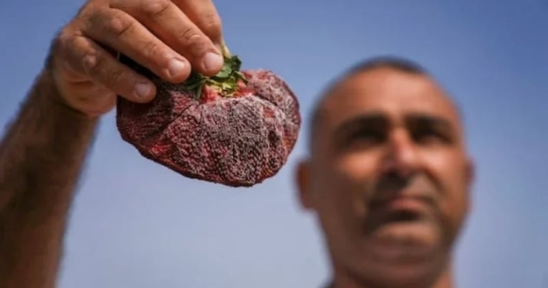 Insolite : cette fraise géante est la plus grosse du monde