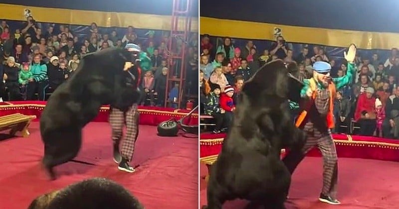 Quand un ours de cirque se rebelle violemment contre un dresseur en plein spectacle, une vidéo impressionnante