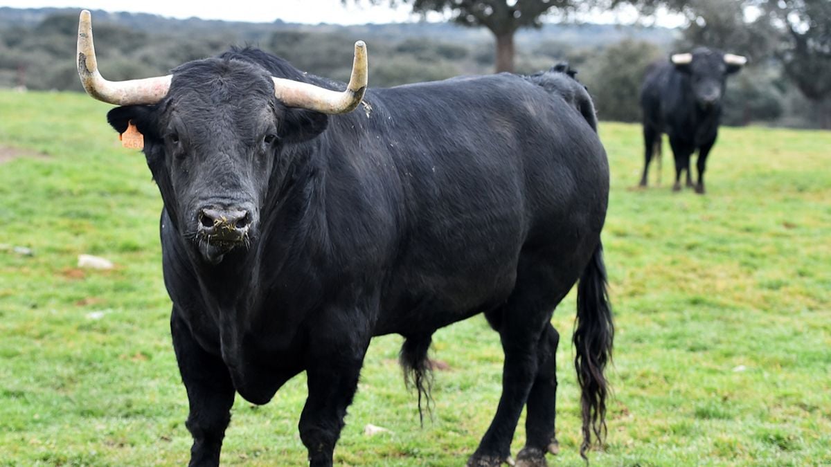 Un taureau de 800 kilos s'échappe d'un abattoir et se réfugie dans le  jardin d'un particulier 