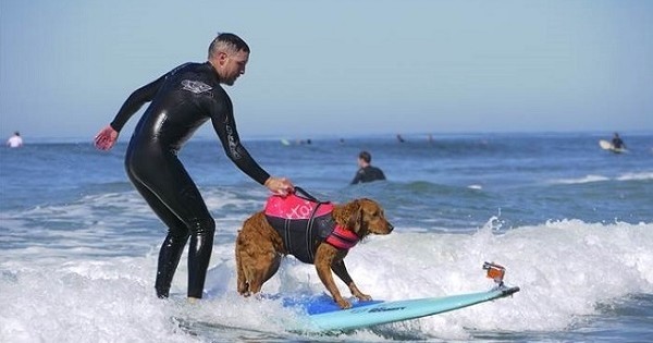 Découvrez l'histoire émouvante de cet ancien soldat américain, dépressif et suicidaire, qui a retrouvé le goût à la vie grâce à un chien surfeur 