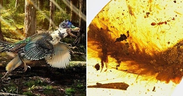 Une queue de dinosaure à plumes parfaitement conservée dans de l'ambre, datant de 99 millions d'années, a été découverte... Et c'est une première historique !