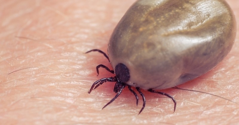 La maladie de Lyme : maladie professionnelle ou non ? La justice vient de trancher 