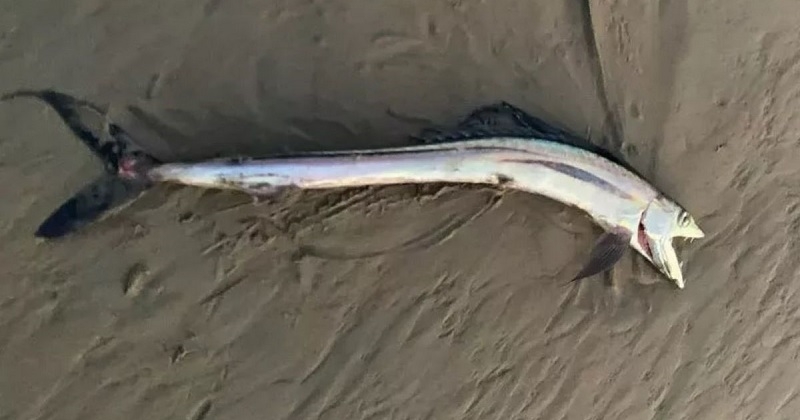 Un poisson « Dracula » avec de longs crocs découvert par un promeneur sur une plage de Californie