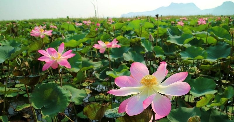 Thaïlande : après 10 ans d'absence, les fleurs de Lotus poussent à nouveau... Un spectacle naturel à ne pas rater !