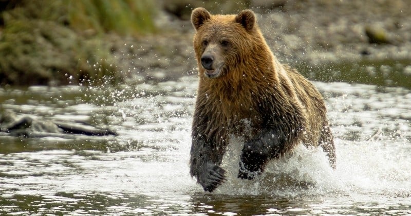Retirés de la liste des espèces menacées, les grizzlys y sont réintroduits grâce à la décision d'un juge