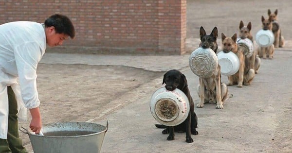 Ces chiens policiers savent mieux faire la queue devant la cantine que nous... Le labrador est trop drôle, on dirait qu'il demande du rab' !