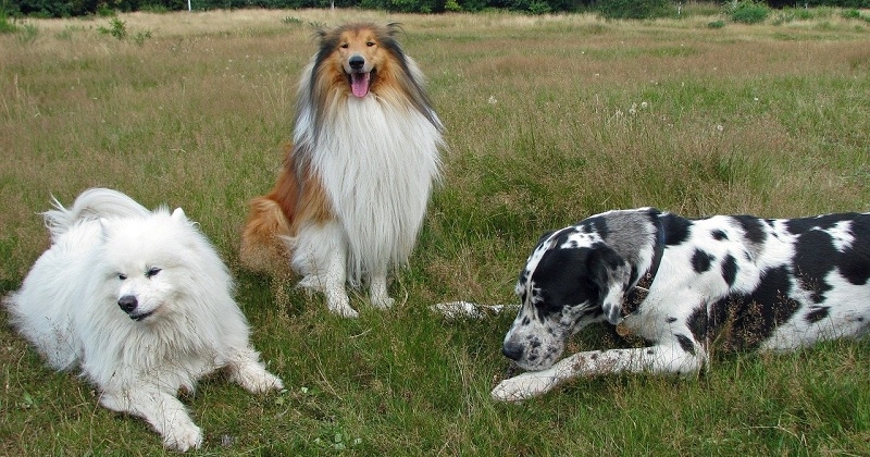 Voici ce que la race de votre chien révèle sur votre personnalité