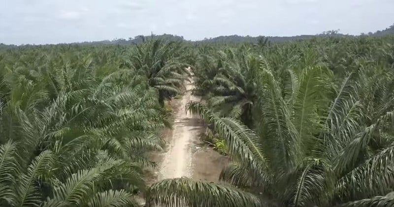 Déjà plus d'un million de vues sur YouTube pour « J'ai vu le scandale de l'huile de palme  », un intelligent, bouleversant, et responsabilisant reportage 