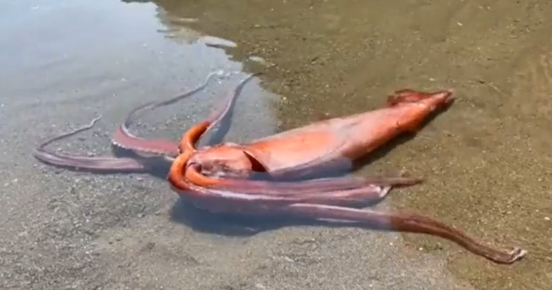 Japon : un calamar géant s'est échoué sur une plage