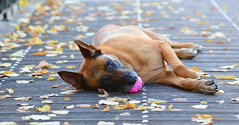 Berger Belge Malinois 8 Choses A Savoir Sur Cette Race De Chien