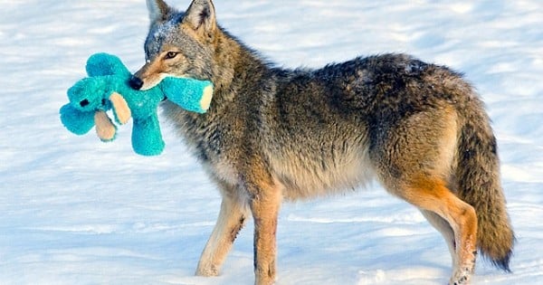 Ce coyote trouve une vieille peluche abandonnée dans la neige... Ce qu'il va faire ensuite va vous faire fondre !