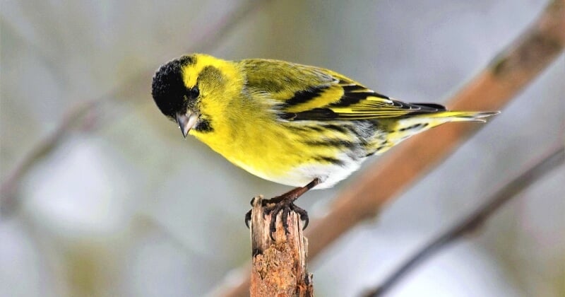 Pour la première fois en France, un braconnier d'oiseaux vient d'être condamné a de la prison ferme 