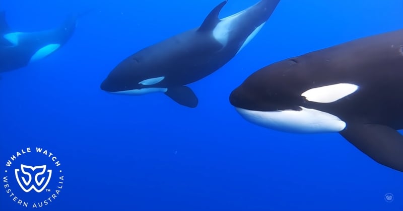 Cette vidéo incroyable montre trois orques venir en aide à une baleine à bosse empêtrée dans un filet de pêche