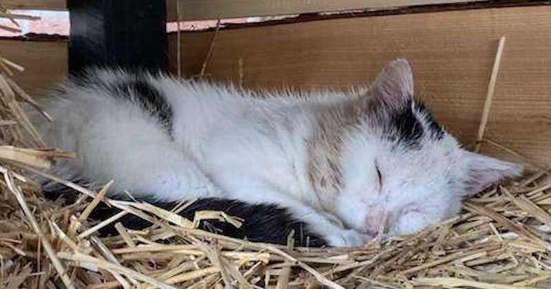Un couple installe une cabane de jardin pour gagner la confiance d'un chat errant avant de lui offrir un abri pour la vie 