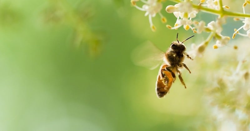 Les abeilles, déclarées être vivant le plus important du monde par le Earthwatch Institute