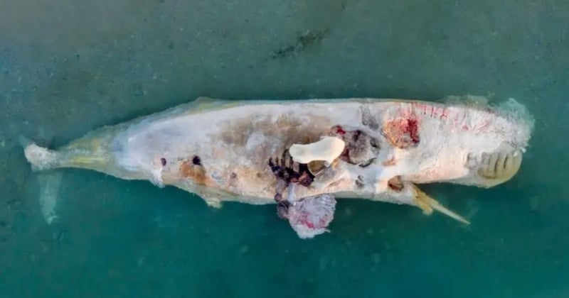 Sur ces photos impressionnantes, des ours polaires se régalent d'une carcasse de baleine 