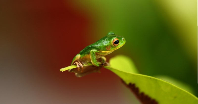 Il trouve une grenouille en ouvrant un sachet de bananes ayant parcouru plus de 6000 kilomètres