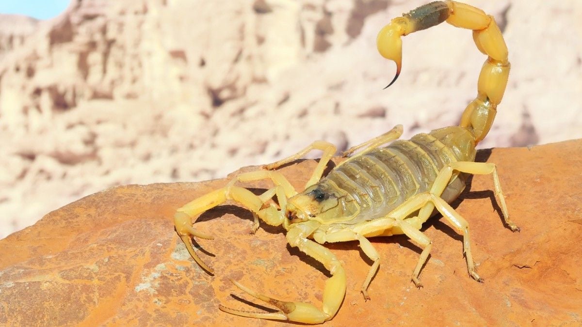 Le venin de ce scorpion pourrait soigner l'un des cancers les plus mortels au monde, selon une étude