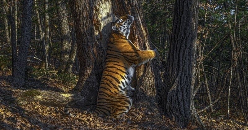 Sur ce cliché aussi beau que symbolique, une tigresse se blottit contre un arbre dans une magnifique étreinte	