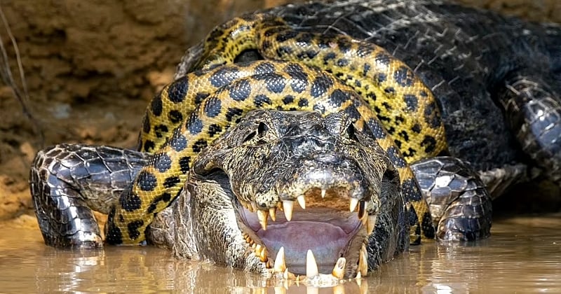 Au Brésil, une photographe capture un combat incroyable entre un caïman et un anaconda