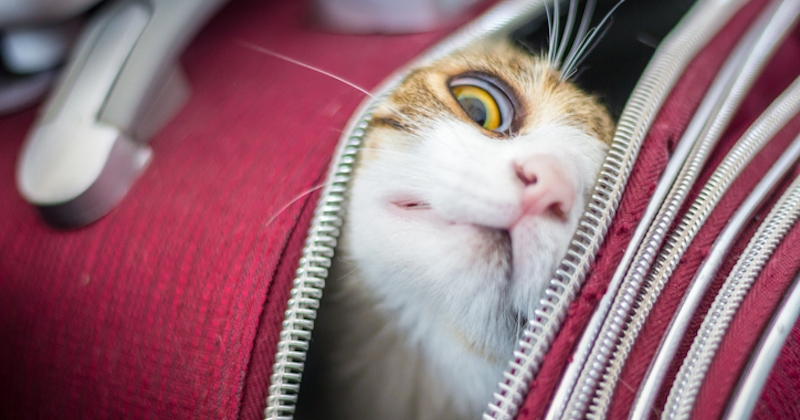 Un chat a été découvert dans la valise d'un voyageur à l'aéroport après être passé aux rayons X