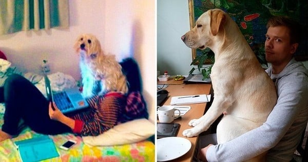 28 photos de chiens qui sont très câlins mais quelque peu envahissants quand même... Excellent !