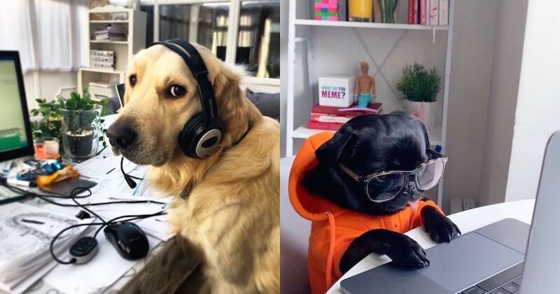 Confinement : un compte Instagram compile des photos amusantes de chiens en télétravail